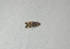 Oegoconia novimundi