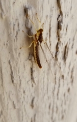 Ephemeroptera