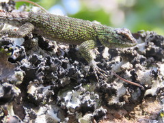 Sceloporus hondurensis