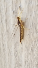Ephemeroptera