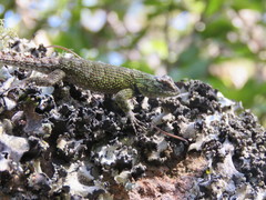 Sceloporus hondurensis