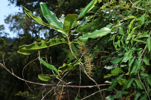 Image of Macadamia integrifolia by (c) Greg Tasney, some rights reserved (CC BY-SA)