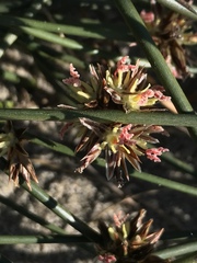Juncus breweri