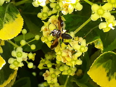 Trichopoda pictipennis