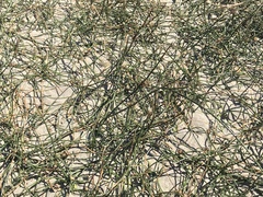 Juncus breweri