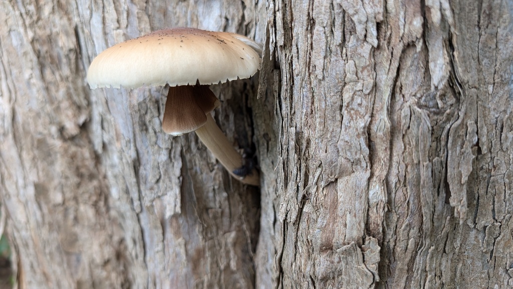 Cyclocybe cylindracea · October 2024 · photo: © atsushi_nakajima_cirque (iNaturalist, cc-by)