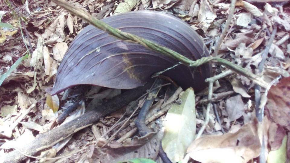 Dracontium nivosum