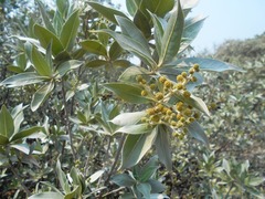 Conocarpus erectus
