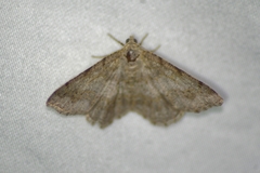 Digrammia ocellinata