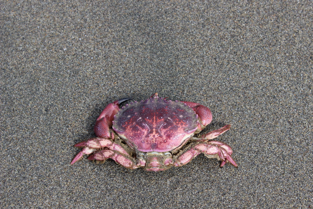 Peruvian violet crab