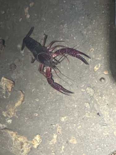 Red Swamp Crayfish