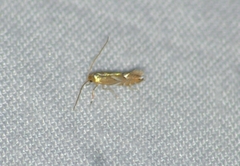 Phyllonorycter aeriferella