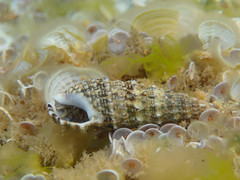 Cerithiidae