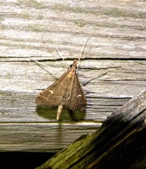 Dolicharthria punctalis