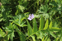 Geranium collinum