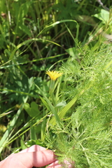 Scorzonera parviflora