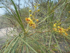 Parkinsonia aculeata