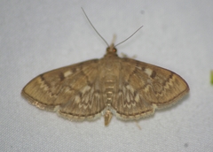 Herpetogramma aeglealis
