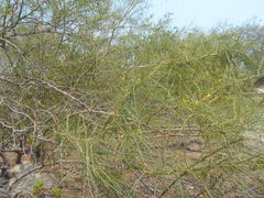Parkinsonia aculeata