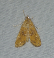 Elophila gyralis
