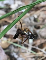 Diogmites platypterus
