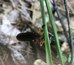 Diogmites platypterus