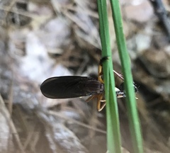 Diogmites platypterus