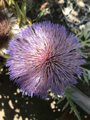 Cynara