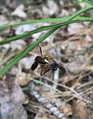 Diogmites platypterus