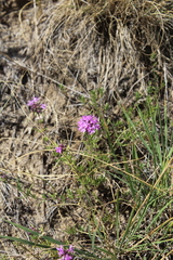 Thymus pallasianus