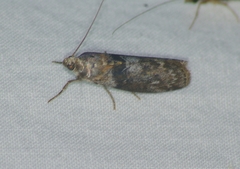 Sciota subcaesiella