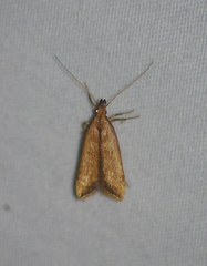 Dichomeris heriguronis