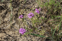 Thymus pallasianus