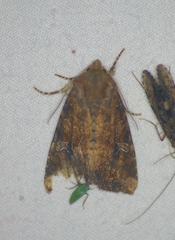 Mesapamea fractilinea