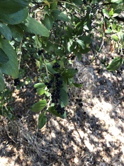 Ceanothus integerrimus