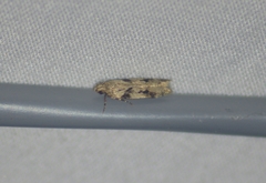 Chionodes mediofuscella