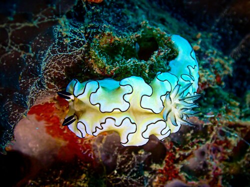 Black-margined Nudibranch — seen at this dive site