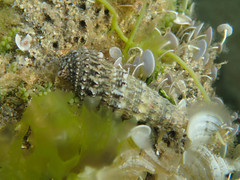 Cerithiidae
