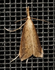 Donacaula melinellus