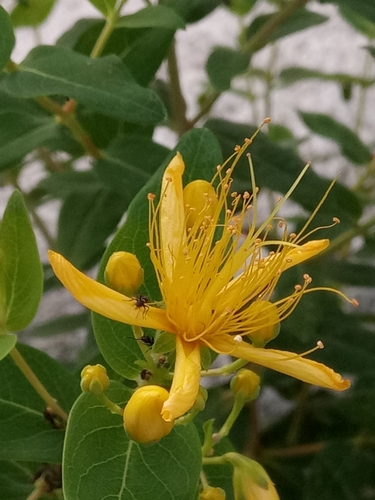 St. John's Wort