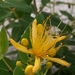 Stinking Tutsan - Photo (c) Karim Haddad, some rights reserved (CC BY), uploaded by Karim Haddad