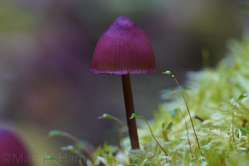 Mycena haematopus