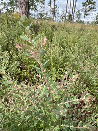 Image of Darrow's Blueberry (Vaccinium darrowii) by no rights reserved