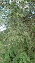 Prosopis laevigata