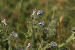 Echium italicum biebersteinii