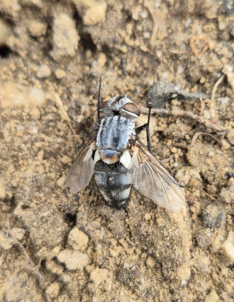 Drino atropivora