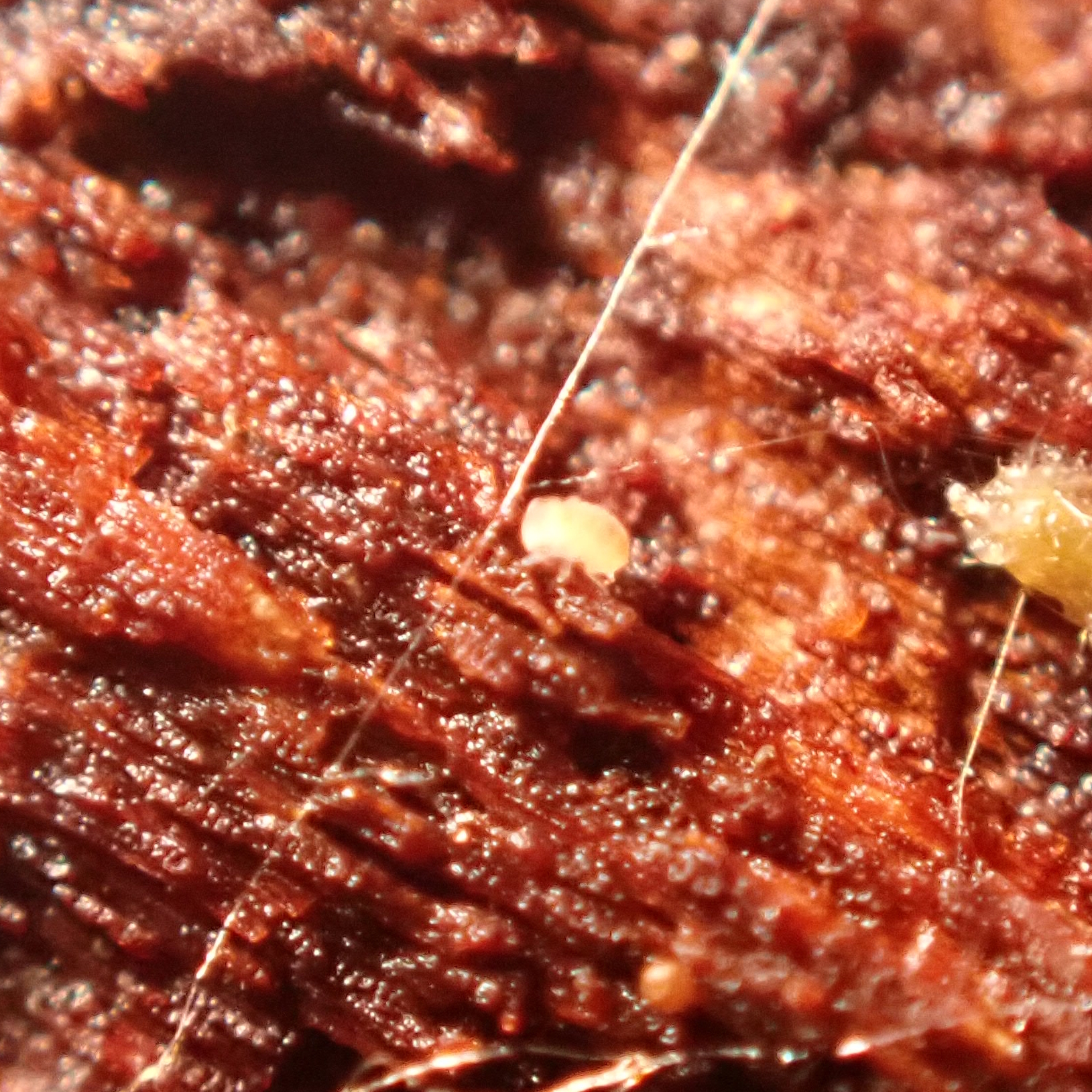 Megalothorax minimus V.Willem, 1900