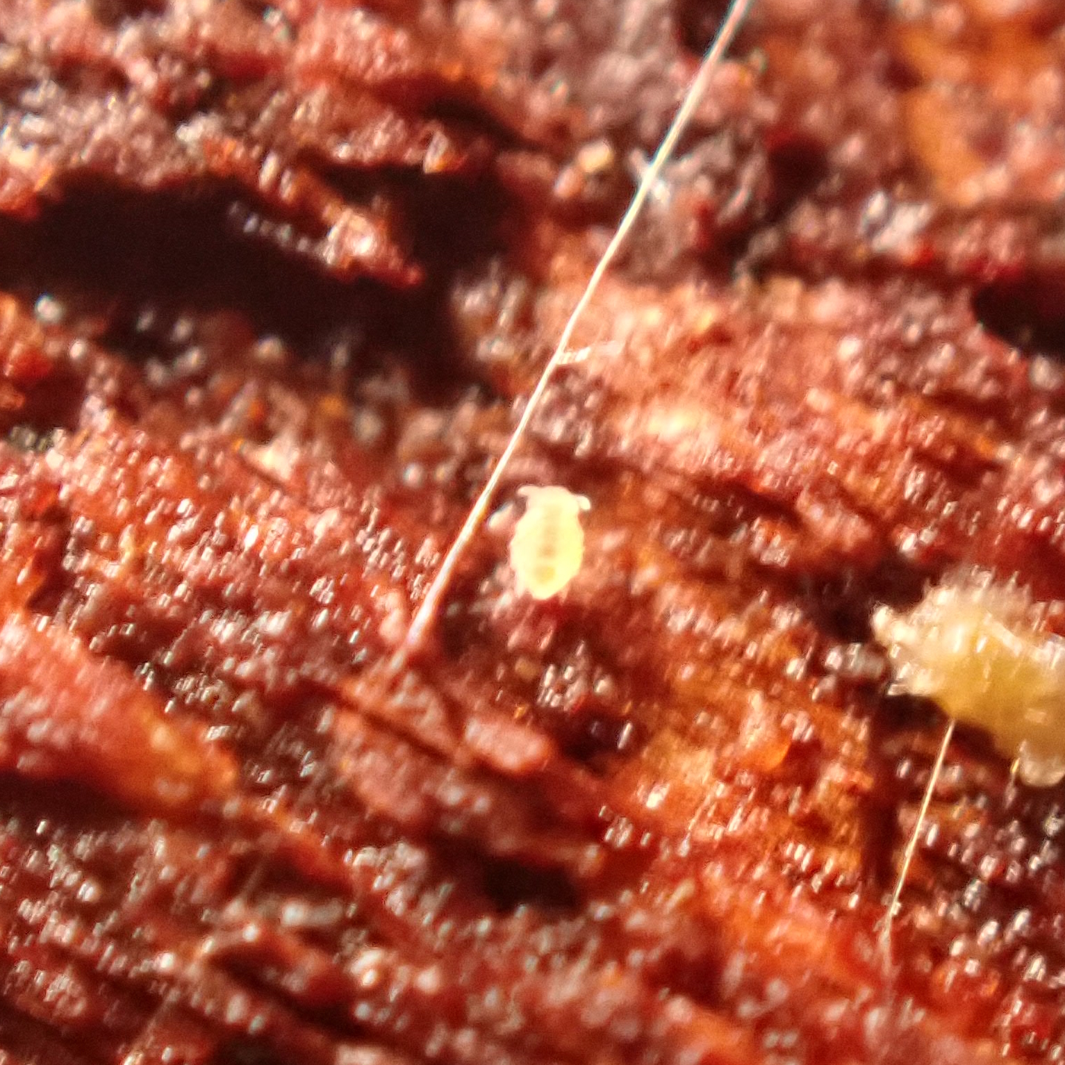 Megalothorax minimus V.Willem, 1900