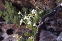 Scutellaria immaculata