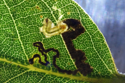 New Holm-Oak Pigmy